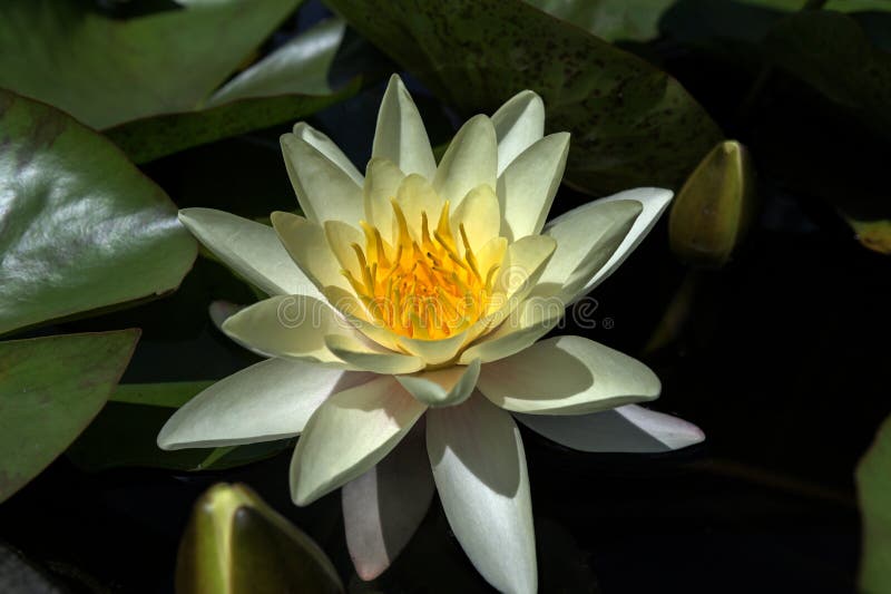 漂浮在池塘中的白水睡莲睡莲 库存图片