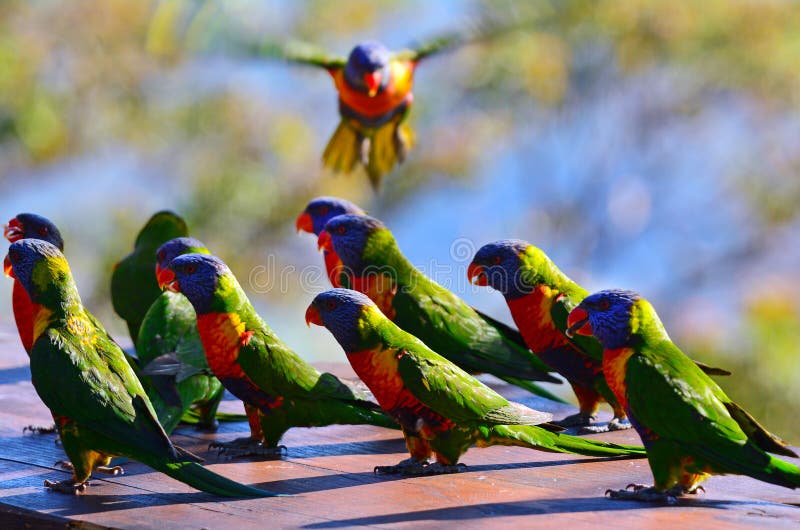 澳大利亚lorikeet彩虹 库存图片