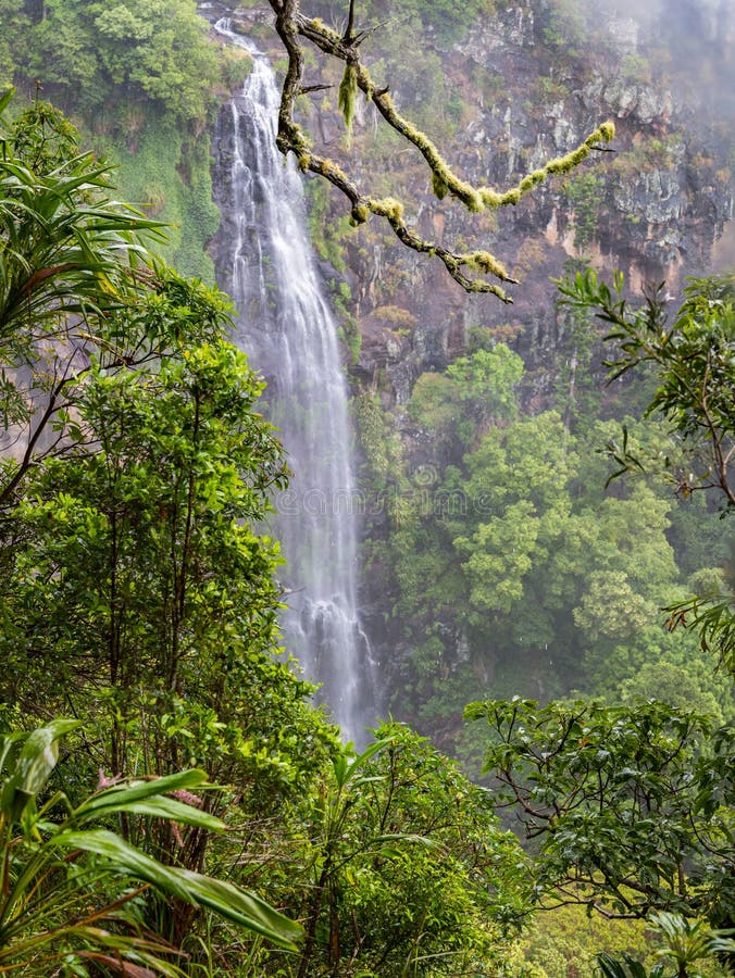 Morans Waterfall in Lamington National Park, Queensland, Australia. Morans Waterfall in Lamington National Park, Queensland, Australia.