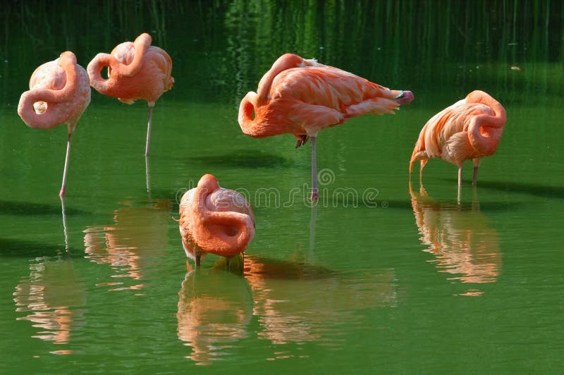 Sleeping pink flamingos. Sleeping pink flamingos