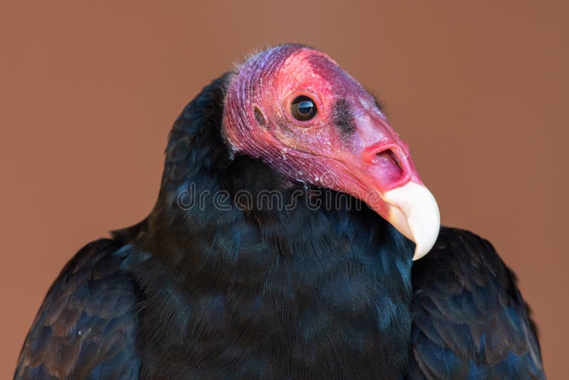 火鸡秃鹰或蜂鸣的宣泄气，头部的特写射击显示出粉色的头部、白色的喙以及黑色