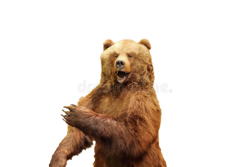 灰熊在白色上被分离 阿克托斯张开嘴，把手肘弯成肘部，好像手握着物体 切
