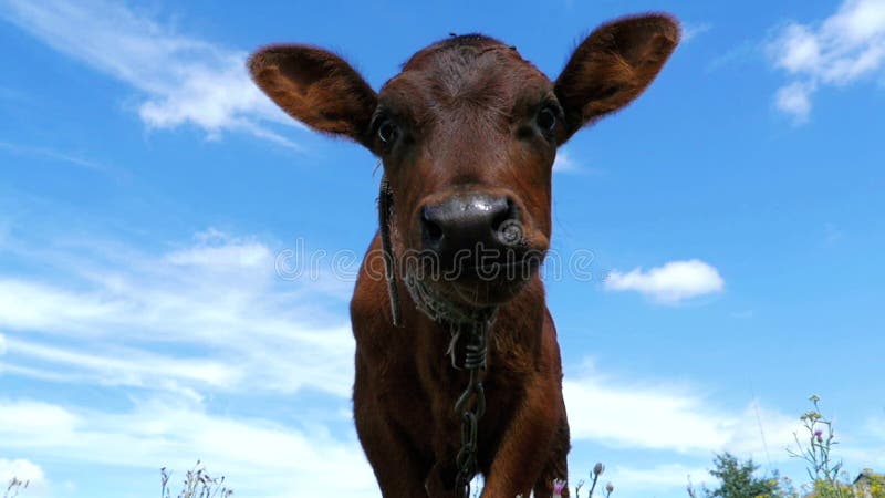 灰色小牛母牛在天空背景的一个草甸吃草 慢的行动