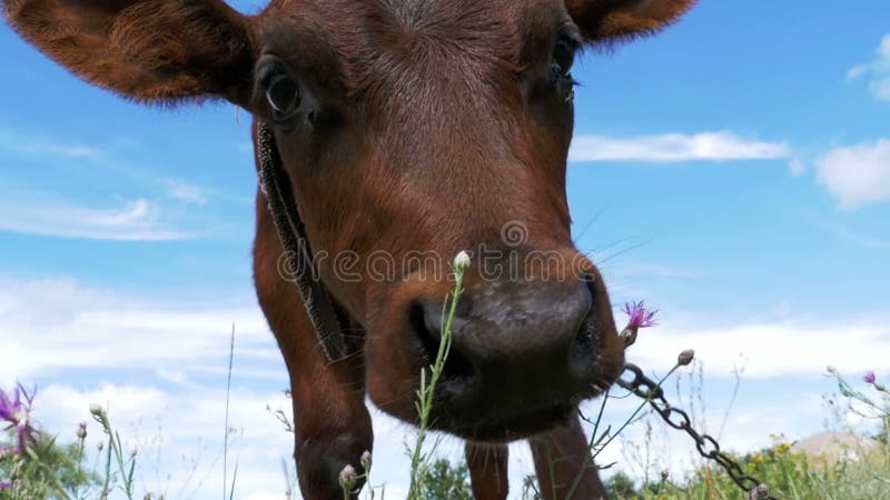 灰色小牛母牛在天空背景的一个草甸吃草 慢的行动