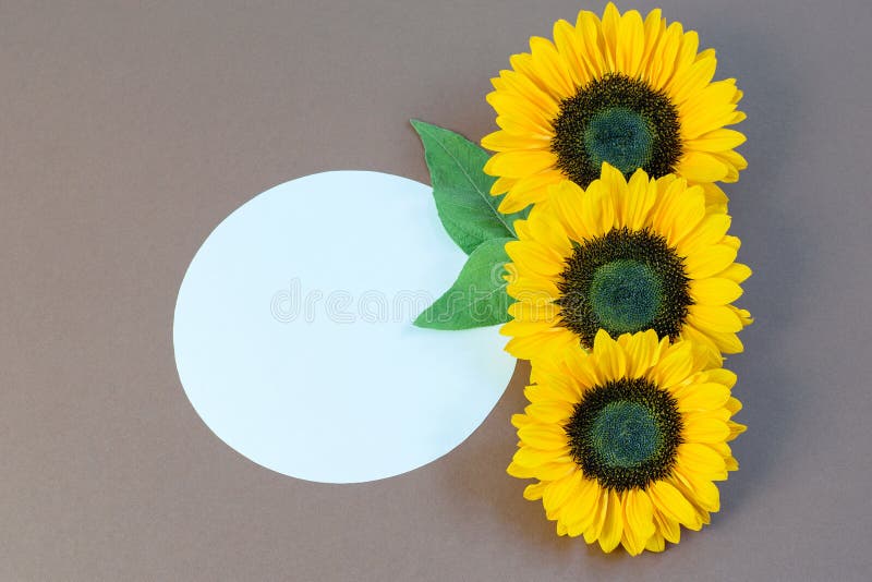 Sunflower heads with green leaves vertical on the grey brown background. White paper circle with space for your text. Nice greeting card design. Sunflower heads with green leaves vertical on the grey brown background. White paper circle with space for your text. Nice greeting card design