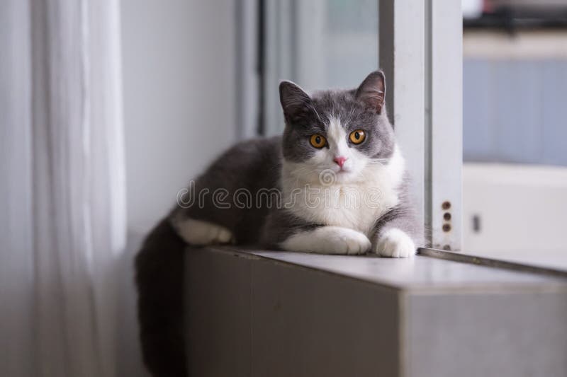 灰色英国shorthair猫