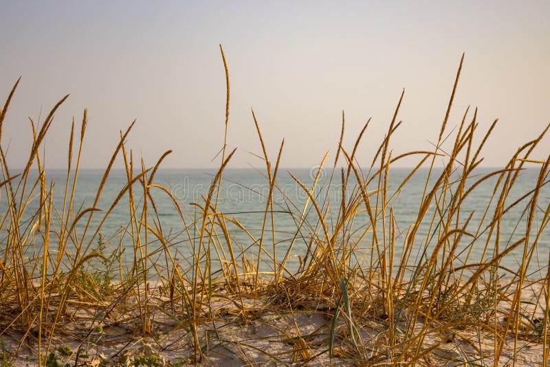 烘干在沙丘的黄色草反对风平浪静 海边背景 在沙子海滩的高芦苇 在日落的海景 免版税库存图片 烘干在沙丘的黄色草反对风平浪静 海边背景 在沙子海滩的高芦苇 在日落的海景 免版税库存图片