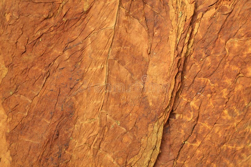 烟草叶 图库摄影