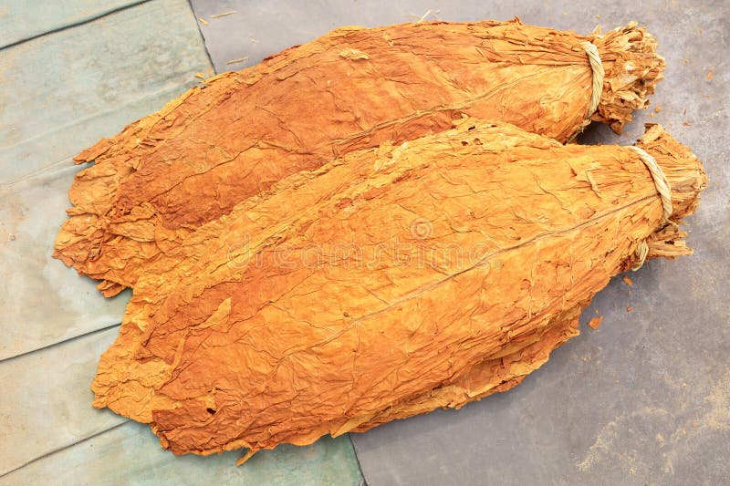 烟草叶 免版税库存图片