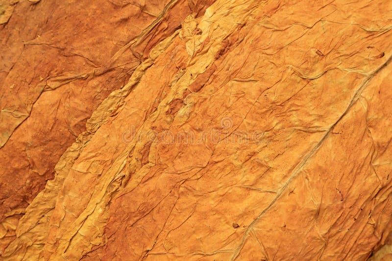 烟草叶 库存照片