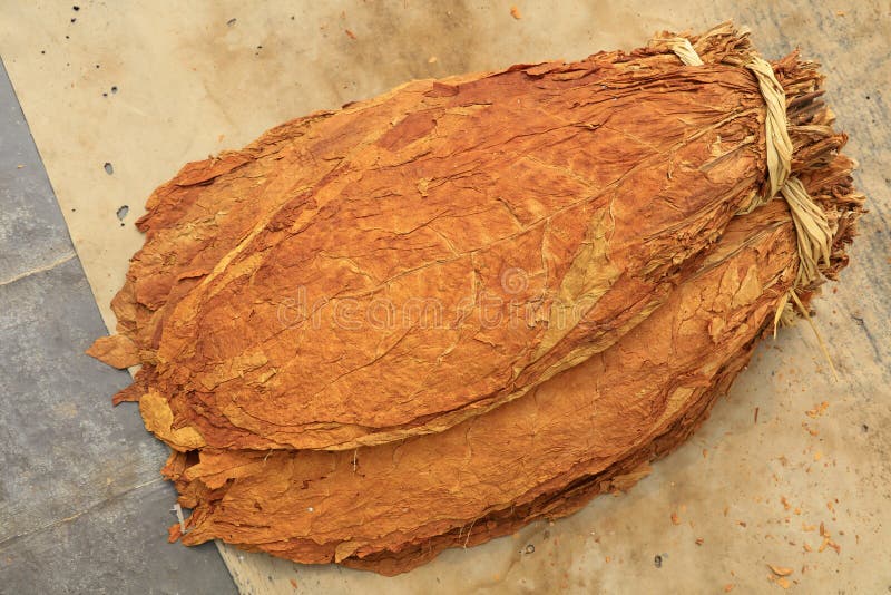 烟草叶 免版税库存照片