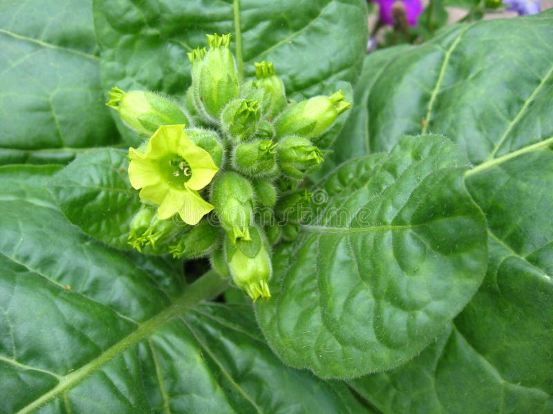 烟草花 免版税库存照片