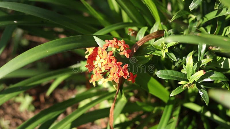 热带异乎寻常的植物和花在巴厘岛，印度尼西亚 白天，晴天 特写镜头植物，绿色背景