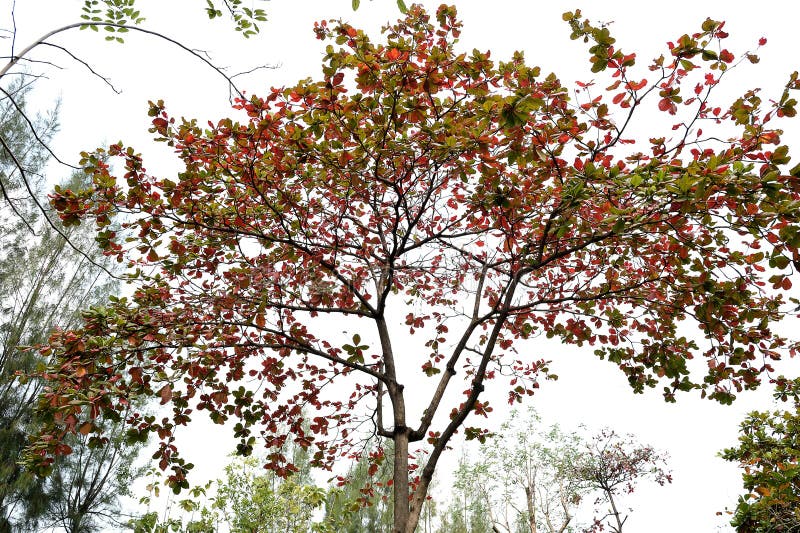 The deciduous , fast growing tree with dark red to yellow leaves before being shed. The deciduous , fast growing tree with dark red to yellow leaves before being shed.