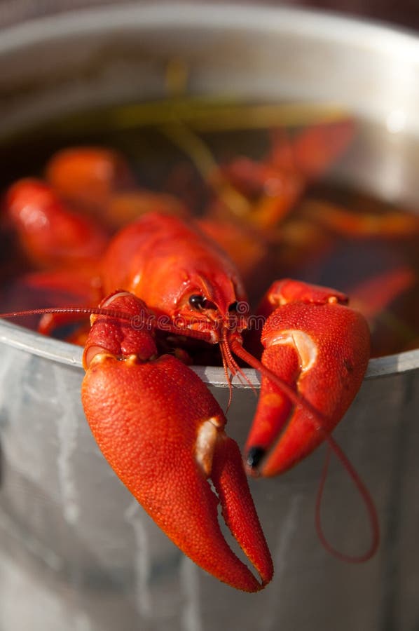 A red crayfish in a cooking bowl. A red crayfish in a cooking bowl