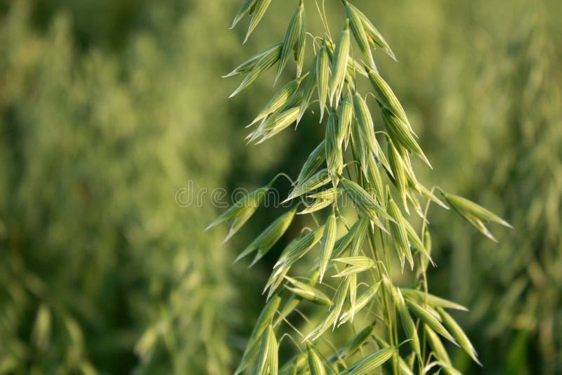 燕麦 库存照片