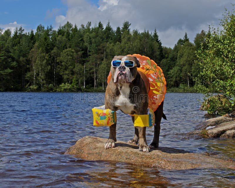 Olde English bulldog hanging out on a lake with swimming ring, arms floaties and sunglasses ...... in Sweden. Olde English bulldog hanging out on a lake with swimming ring, arms floaties and sunglasses ...... in Sweden.