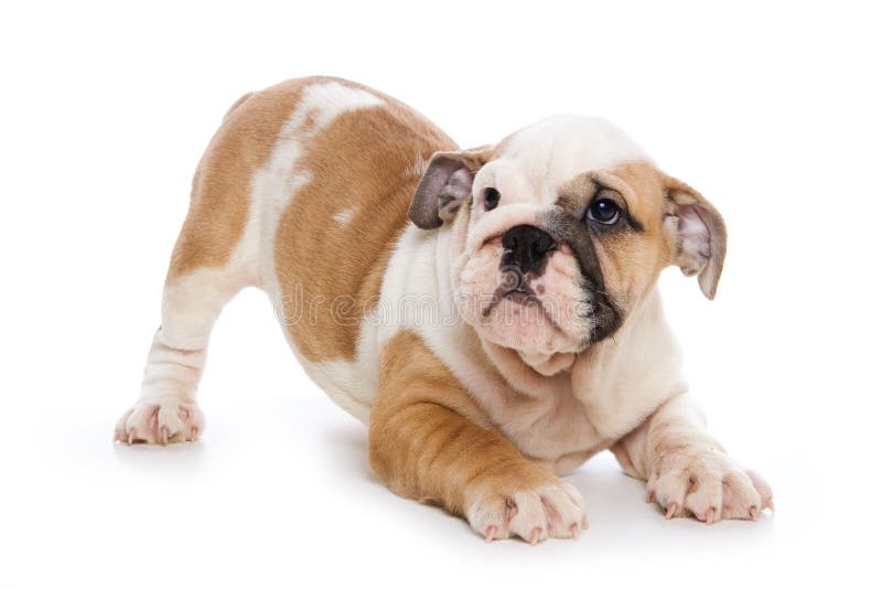 Bulldog puppy on white background. Bulldog puppy on white background