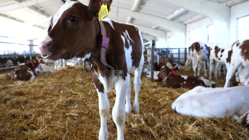 牛奶厂的小牛. 看着镜头，一头长着好奇心的漂亮小牛