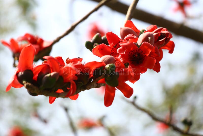 Shimul a tall, fleshy, deciduous tree, Bombax ceiba of the family Bombacaceae, attaining about 30-40 m in height with a straight bole, covered with numerous angular spines all over the stem. Flowers are large, reddish and showy. Fruits are oblong with silky hairs inside. The wood is soft, light and perishable. It occurs in the forest areas of Chittagong, Chittagong Hill Tracts, and Sylhet, and also grown and available all over Bangladesh. It is mainly used in match industries for making match boxes and match splints. The wood has a great demand for packing cases, toys, second grade pencils, planking, coffins, etc. Cotton is used for making good quality pillow, bed, and mattress. Gum of the plant and roots have some medicinal value. Shimul a tall, fleshy, deciduous tree, Bombax ceiba of the family Bombacaceae, attaining about 30-40 m in height with a straight bole, covered with numerous angular spines all over the stem. Flowers are large, reddish and showy. Fruits are oblong with silky hairs inside. The wood is soft, light and perishable. It occurs in the forest areas of Chittagong, Chittagong Hill Tracts, and Sylhet, and also grown and available all over Bangladesh. It is mainly used in match industries for making match boxes and match splints. The wood has a great demand for packing cases, toys, second grade pencils, planking, coffins, etc. Cotton is used for making good quality pillow, bed, and mattress. Gum of the plant and roots have some medicinal value.