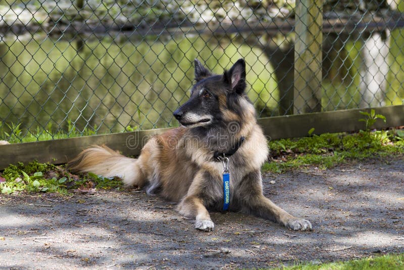 A male Tervuren lying in the shade. The blue strap around his neck is used to tell his owner that the diabetes is in need of attention. A male Tervuren lying in the shade. The blue strap around his neck is used to tell his owner that the diabetes is in need of attention.