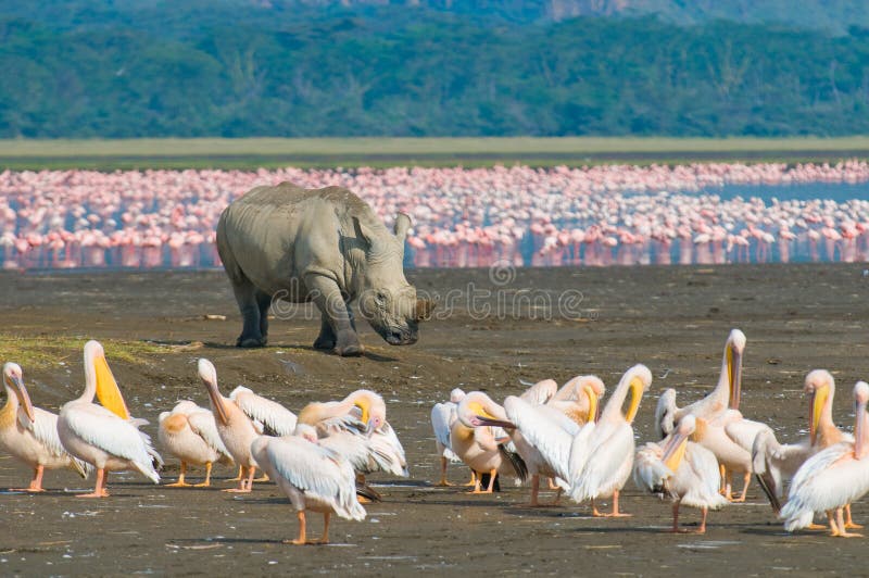 犀牛在湖nakuru国家公园，肯尼亚