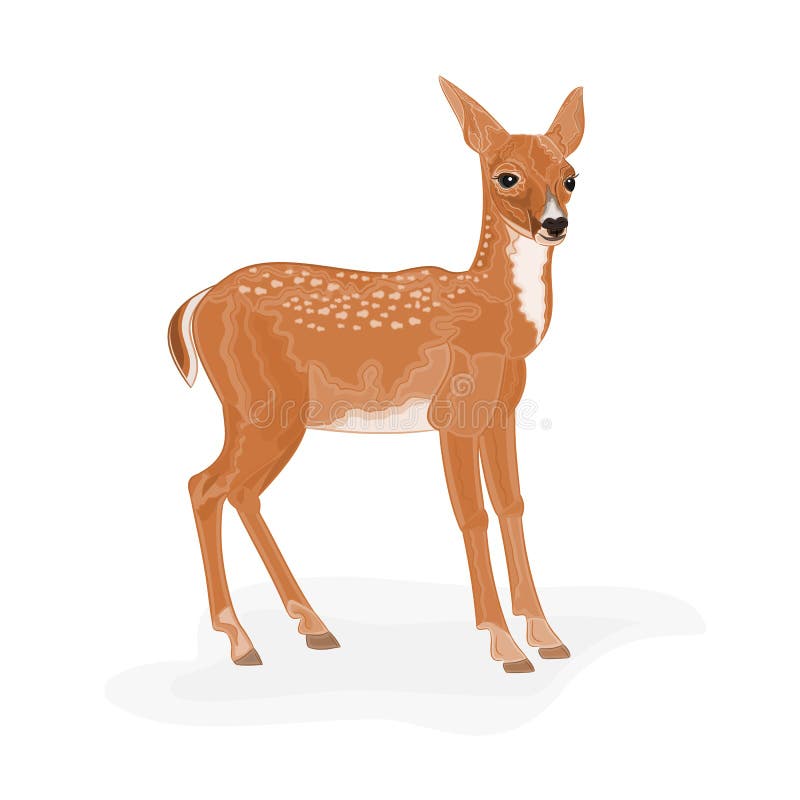 Roe Deer vector illustration eps 8 without gradients. Roe Deer vector illustration eps 8 without gradients