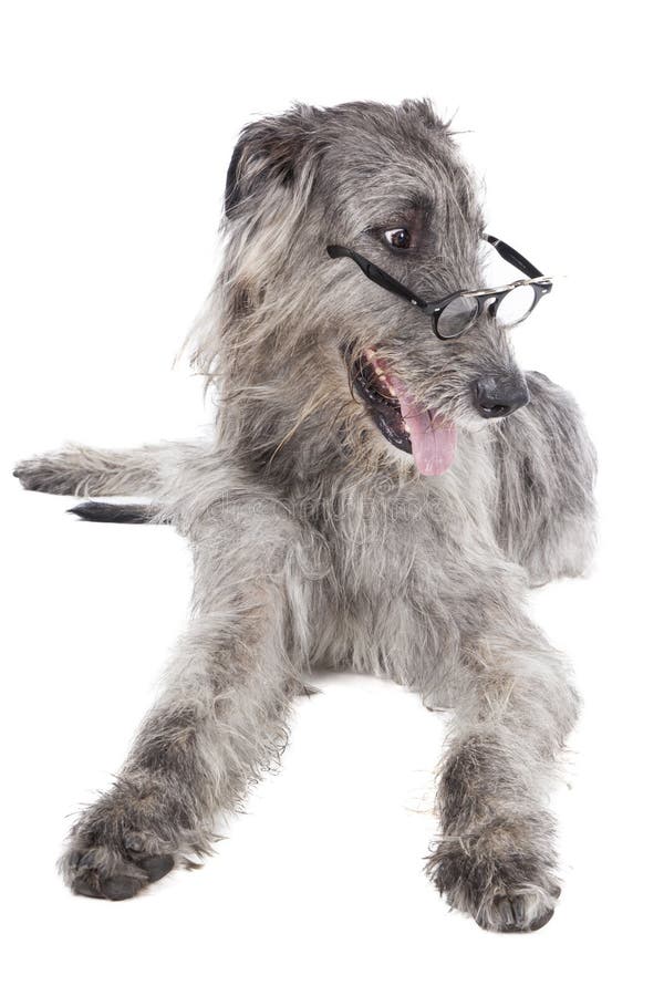 Dog (Irish Wolfhound) glasses on a white background in studio. Dog (Irish Wolfhound) glasses on a white background in studio