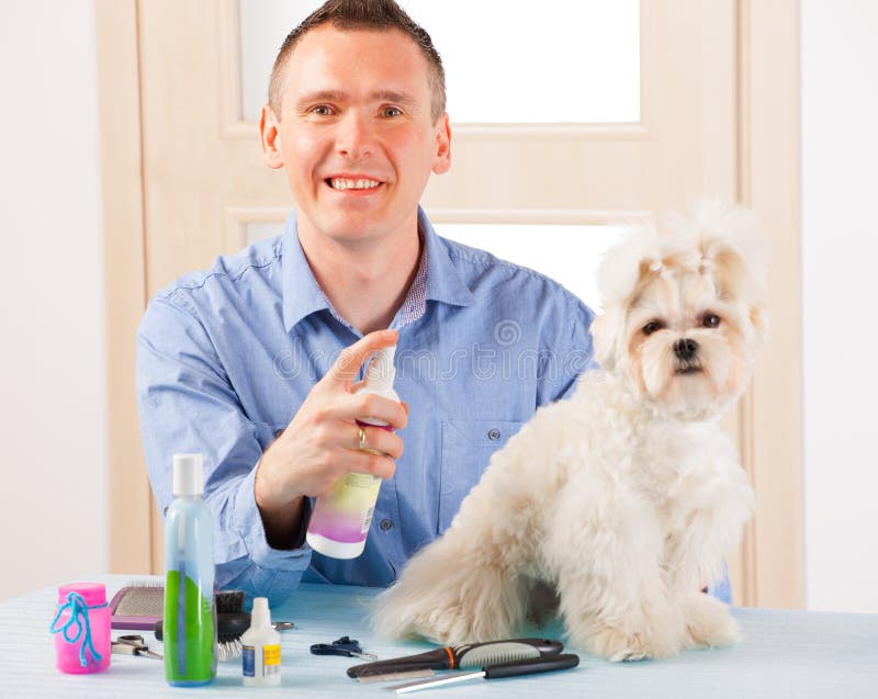 Smiling man grooming a dog purebreed maltese. Smiling man grooming a dog purebreed maltese.