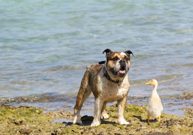 friendship between a dog and a duck. friendship between a dog and a duck.