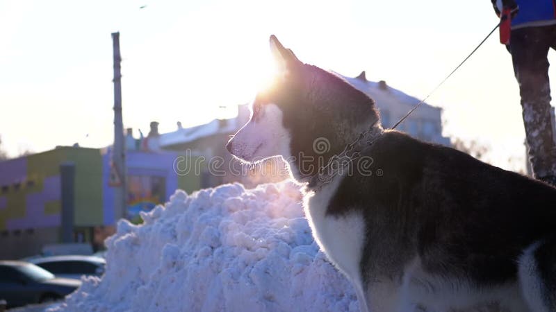 狗在一条皮带的品种爱斯基摩在雪的冬天在城市