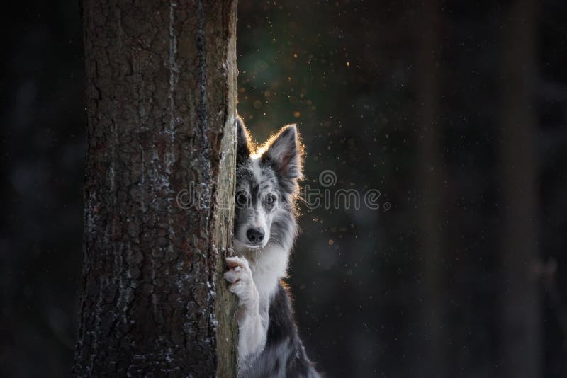 The dog is hiding behind a tree. Border Collie in the woods in winter. Walk with your pet, travel. The dog is hiding behind a tree. Border Collie in the woods in winter. Walk with your pet, travel