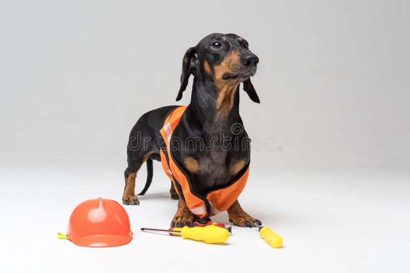 狗在橙色建筑盔甲的建造者达克斯猎犬与各种各样的建筑工具螺丝刀,钳子,隔绝在灰色bac 库存照片 狗在橙色建筑盔甲的建造者达克斯猎犬与各种各样的建筑工具螺丝刀,钳子,隔绝在灰色bac 库存照片