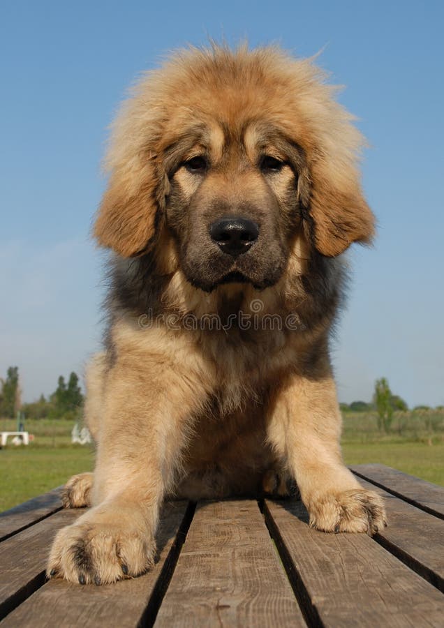 Beautiful purebred tibetan newfoundland mountain dog: cute giant friend. Beautiful purebred tibetan newfoundland mountain dog: cute giant friend