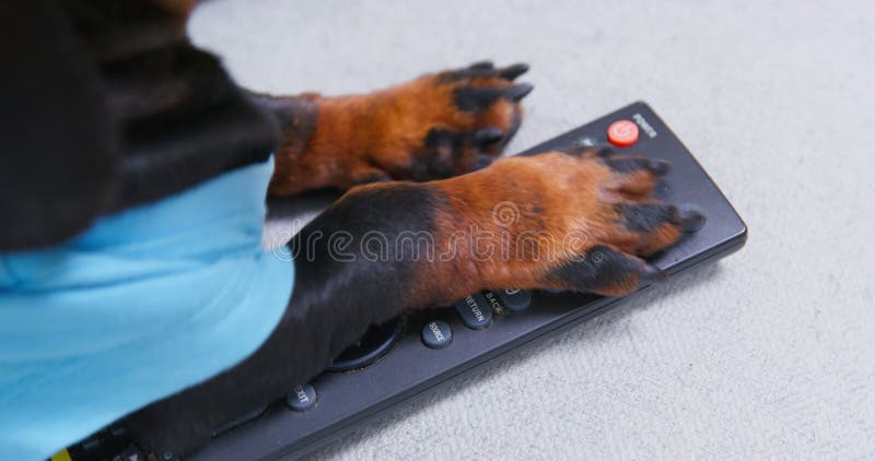 狗爪按电视遥控器上的按钮快速切换频道