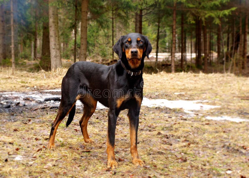 Portrait of a hunting in the forest. Portrait of a hunting in the forest