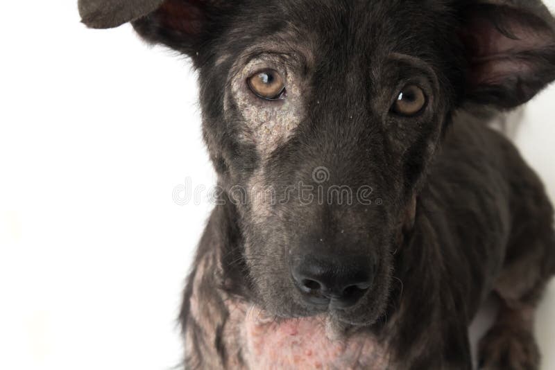狗病态的麻疯病皮肤问题的特写镜头面孔白色backgro的 库存照片