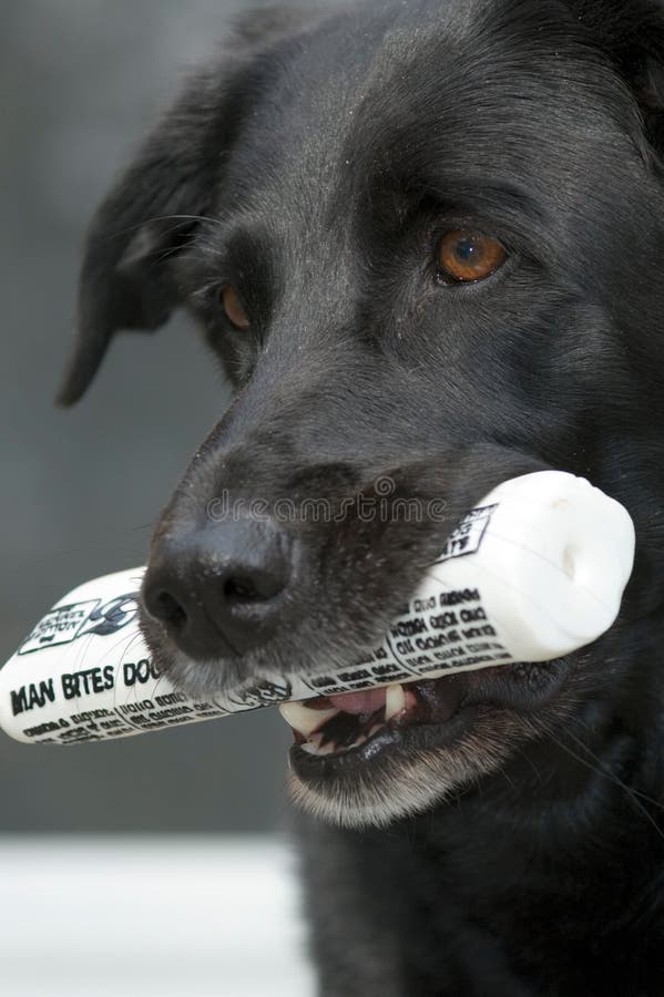 Dog with paper stating man bites dog in mouth. Dog with paper stating man bites dog in mouth