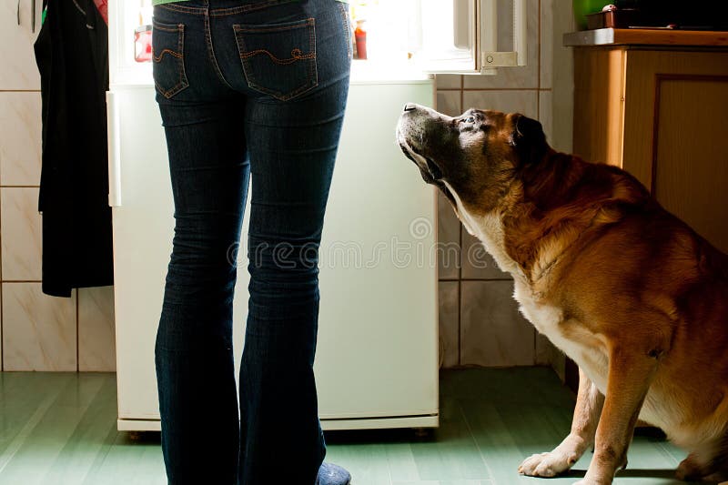 Hungry dog waiting for a meal. refrigerator emit bright light. Dog feeding time. Hungry dog waiting for a meal. refrigerator emit bright light. Dog feeding time.