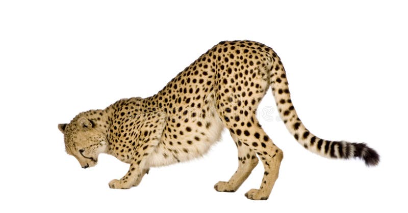 猎豹属猎豹jubatus 库存照片
