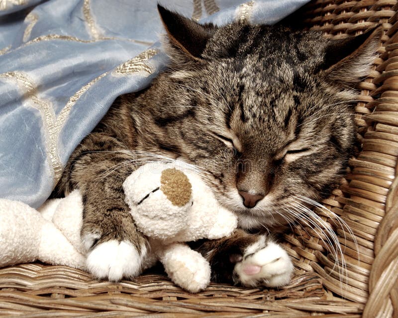 Beautiful Cat portrait (sleep cat). Beautiful Cat portrait (sleep cat)