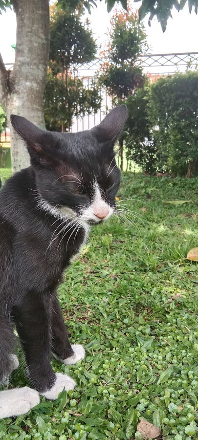 猫 图库摄影