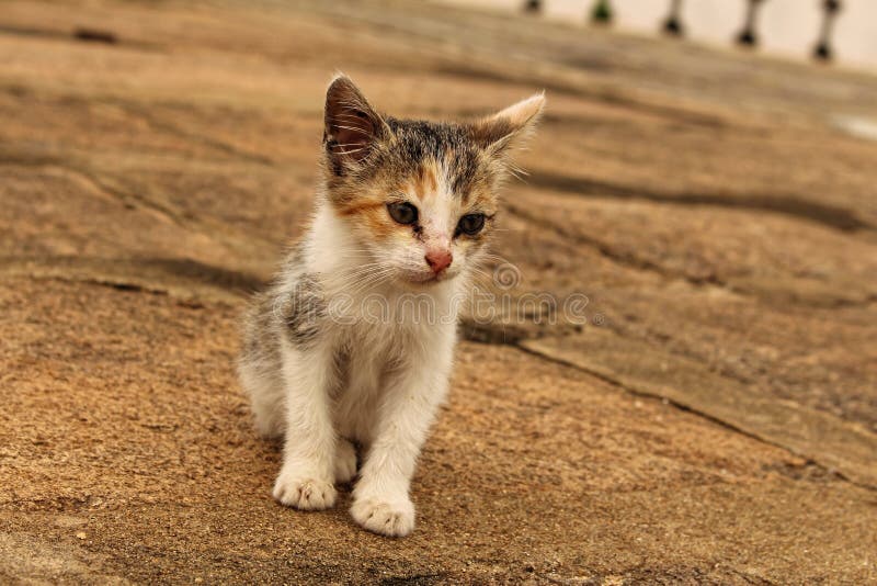 猫 免版税库存照片 猫 免版税库存照片