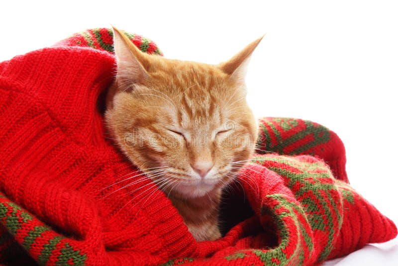 猫姜红色毛线衣