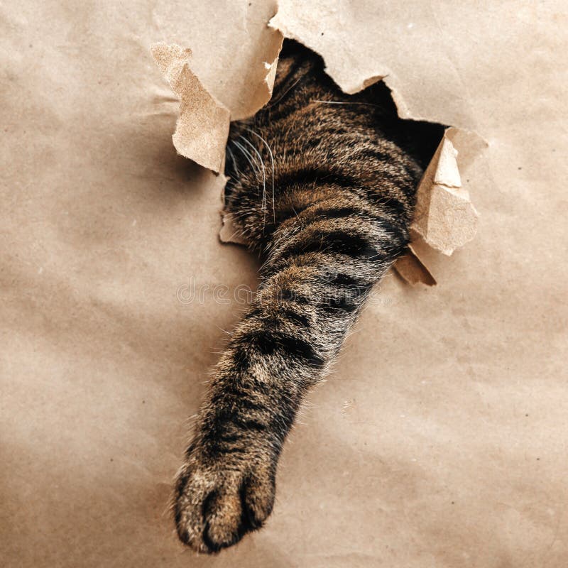 猫用爪子戳破了撕碎的纸上的一个孔 库存照片. 图片 包括有 注视, 框架, 家谱, 蓬松, 宠物, 枪口 175855300