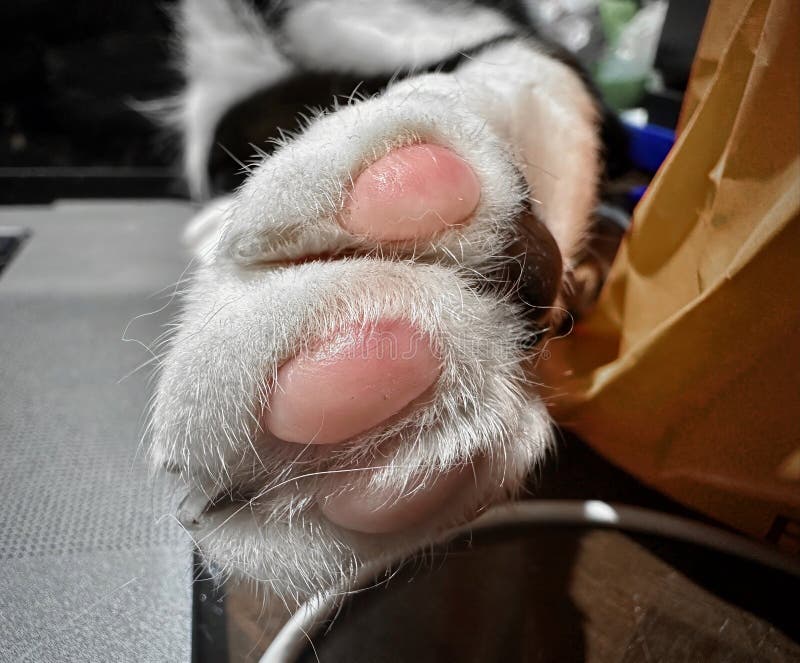 Close-Up of a Cat's Soft, Furry Paw Pads Resting on a Wet Laptop Keyboard. Close-Up of a Cat's Soft, Furry Paw Pads Resting on a Wet Laptop Keyboard.