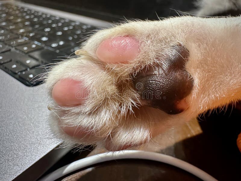 Close-Up of a Cat's Soft, Furry Paw Pads Resting on a Wet Laptop Keyboard. Close-Up of a Cat's Soft, Furry Paw Pads Resting on a Wet Laptop Keyboard.