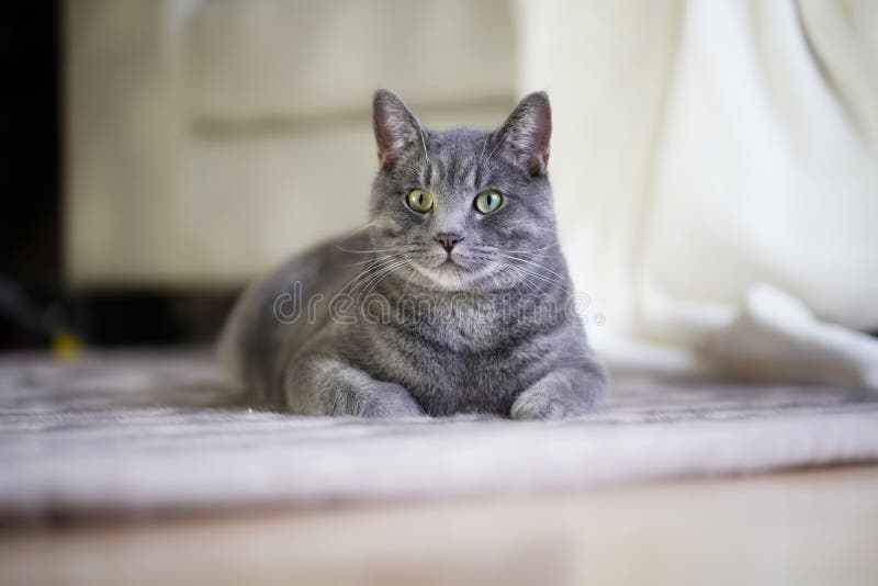 猫鼻眼放松友好的皮毛 库存照片 猫鼻眼放松友好的皮毛 库存照片