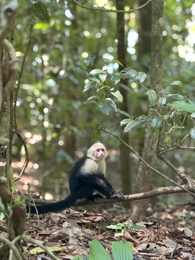 猴子在树上 库存图片