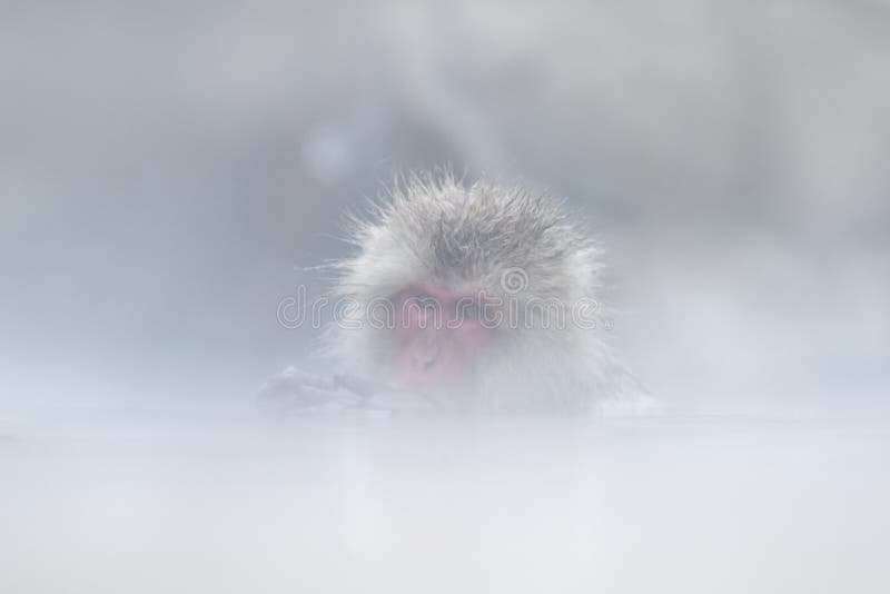 猴子日本短尾猿、猕猴属fuscata、红脸画象在凉水中与雾和雪,手在枪口,动物前面 免版税库存图片 猴子日本短尾猿、猕猴属fuscata、红脸画象在凉水中与雾和雪,手在枪口,动物前面 免版税库存图片